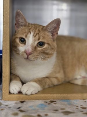 Purrsimon, Adult Female Domestic Short Hair