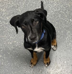 Whiskey, Baby Male Labrador Retriever