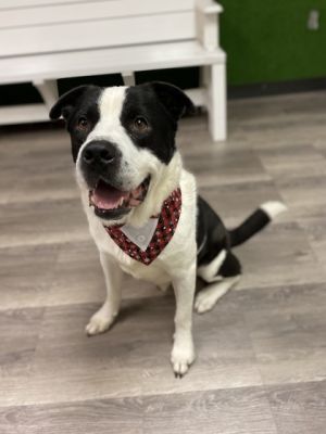 Buffalo, Adult Male Border Collie