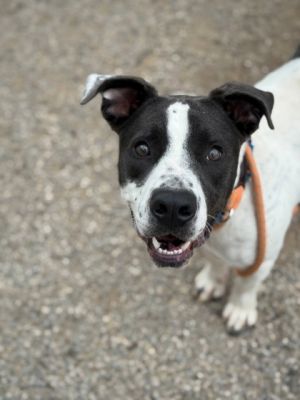 Axel, Adult Male Pit Bull Terrier