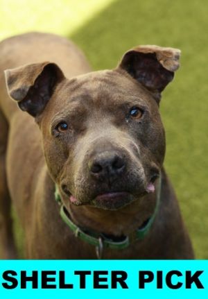 Star, Adult Female American Staffordshire Terrier