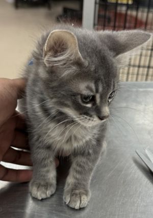 Primary Color Grey Secondary Color Tabby Weight 23125lbs Age 0yrs 0mths 8wks