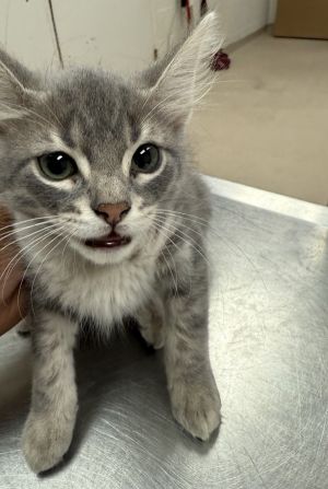 (pent4) Domestic Medium Hair Cat