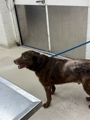 Primary Color Brown Secondary Color White Weight 70lbs Age 9yrs 0mths 1wks
