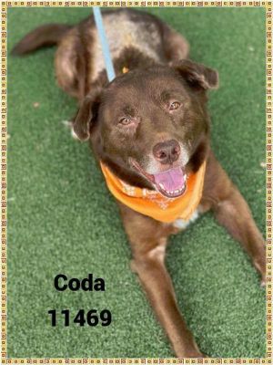Primary Color Brown Secondary Color White Weight 70lbs Age 9yrs 0mths 4wks