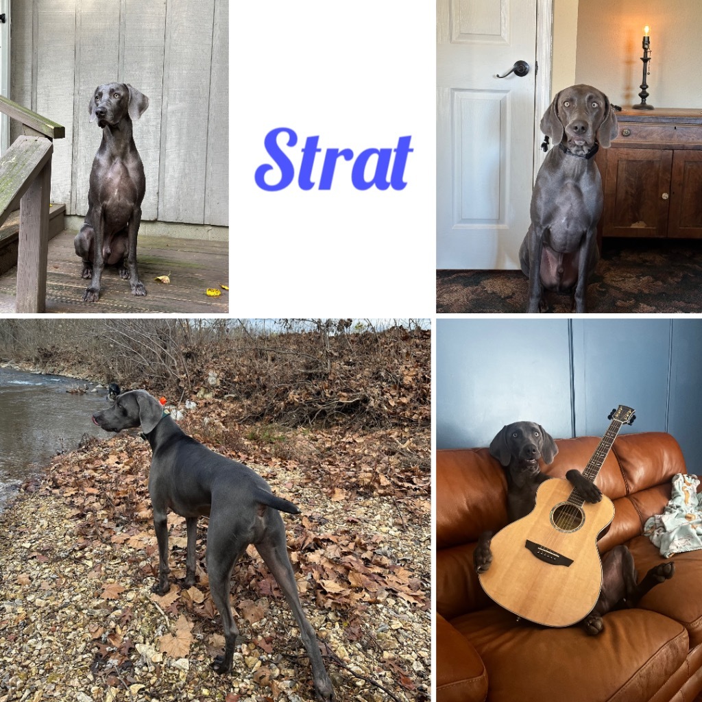 Strat