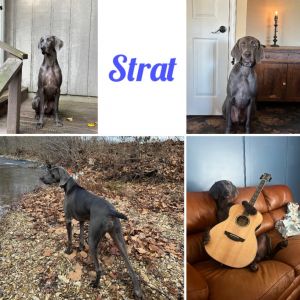 Strat, Adult Male Weimaraner