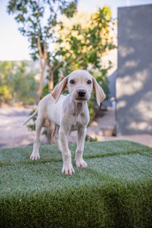 Ice, Baby Female Pit Bull Terrier