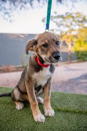 Rocky, Baby Male Husky