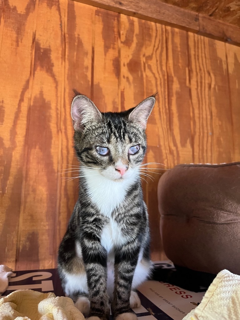 Bonita