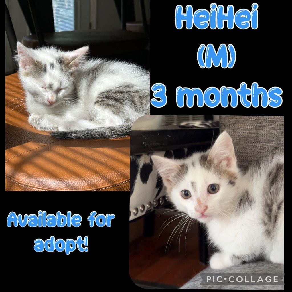 HeiHei