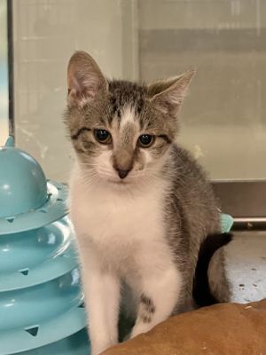 Carl, Baby Male Domestic Short Hair
