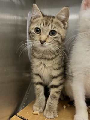 Gail, Baby Female Domestic Short Hair