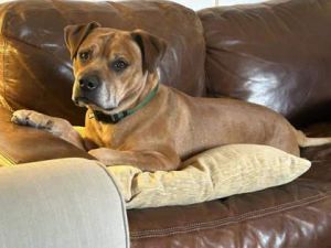 Bosco, Adult Male Boxer