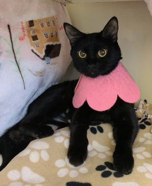 Eloise