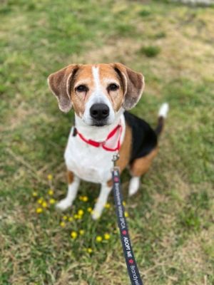 Lucy fka Dottie, Adult Female Mixed Breed