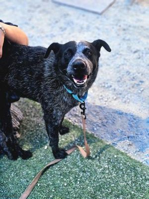 Feliciano, Adult Male Cattle Dog