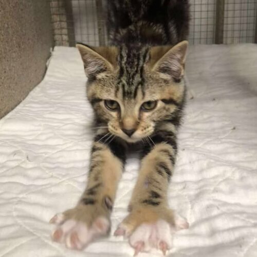 Rose, an adoptable Domestic Short Hair in Dillon, MT, 59725 | Photo Image 2