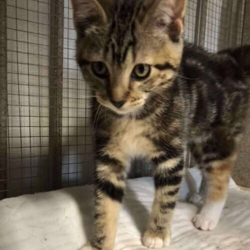 Rose, an adoptable Domestic Short Hair in Dillon, MT, 59725 | Photo Image 3