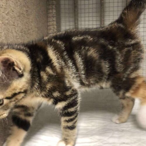 Rose, an adoptable Domestic Short Hair in Dillon, MT, 59725 | Photo Image 4