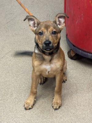 Marla Mixed Breed Dog