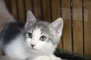 Clark, Baby Male Domestic Short Hair