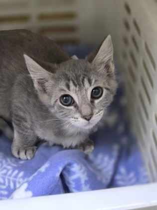 83646a Biscuit- PetSmart James Island