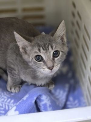 83646a Biscuit- PetSmart James Island, Baby Male Domestic Short Hair