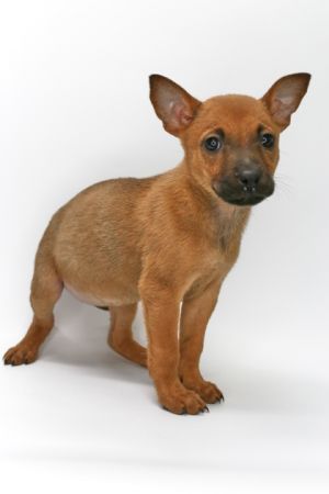 Snappy, Baby Female Dutch Shepherd