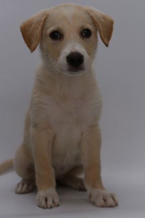 Lady Bug, Baby Female Labrador Retriever
