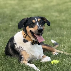 Buddy, Adult Male Catahoula Leopard Dog
