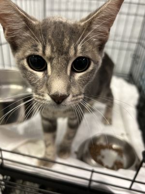 Harold, Baby Male Domestic Short Hair