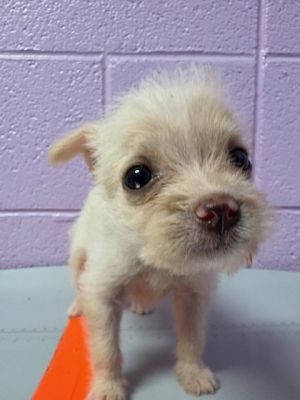 58842106, Baby Female Terrier