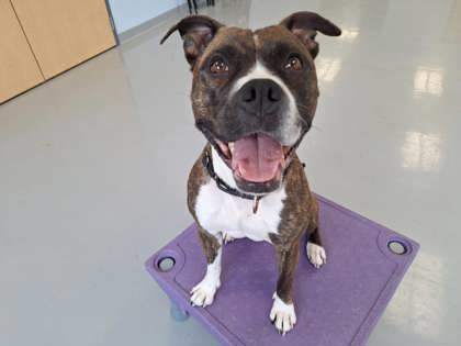 Molly - Lonely Heart, an adoptable Pit Bull Terrier, Mixed Breed in Gwinn, MI, 49841 | Photo Image 1