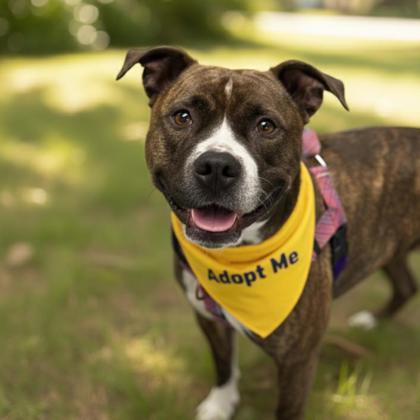 Molly - Lonely Heart, an adoptable Pit Bull Terrier, Mixed Breed in Gwinn, MI, 49841 | Photo Image 1