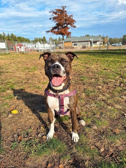 Molly - Lonely Heart, an adoptable Pit Bull Terrier, Mixed Breed in Gwinn, MI, 49841 | Photo Image 3