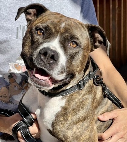 Molly - Lonely Heart, an adoptable Pit Bull Terrier, Mixed Breed in Gwinn, MI, 49841 | Photo Image 3