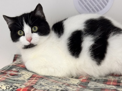 Glorilla, an adoptable Domestic Short Hair in Gwinn, MI, 49841 | Photo Image 1