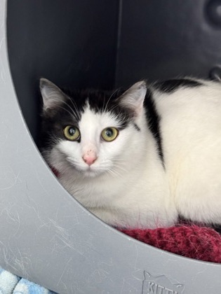 Tommy, an adoptable Domestic Short Hair in Gwinn, MI, 49841 | Photo Image 1