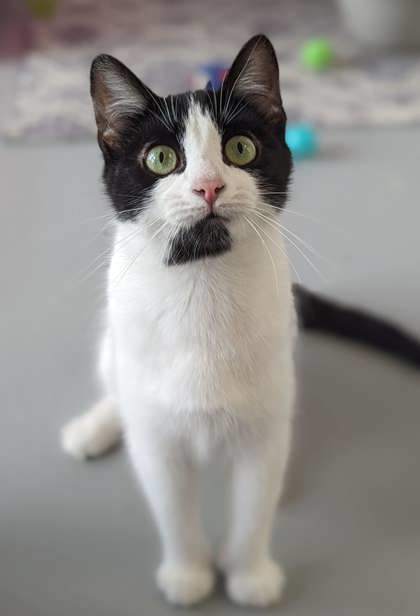 Tommy, an adoptable Domestic Short Hair in Gwinn, MI, 49841 | Photo Image 2