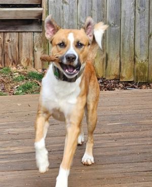 Mr. Sanders, Young Male Mixed Breed