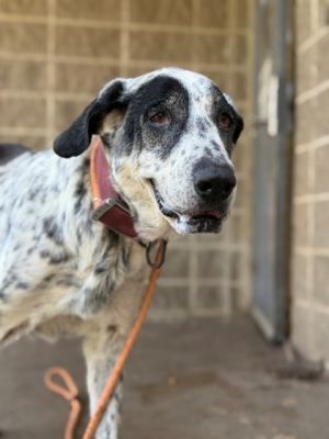 Crystal, Adult Female Australian Shepherd