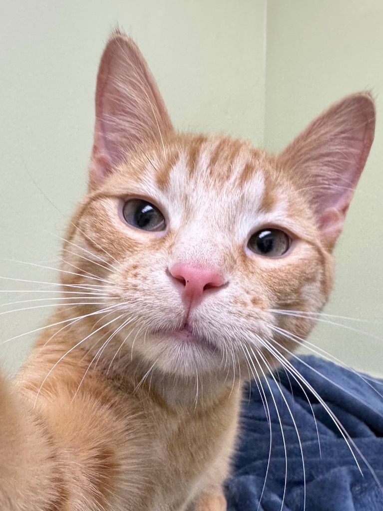 Simba (adoption pending) / Pumbaa (adoption pending)