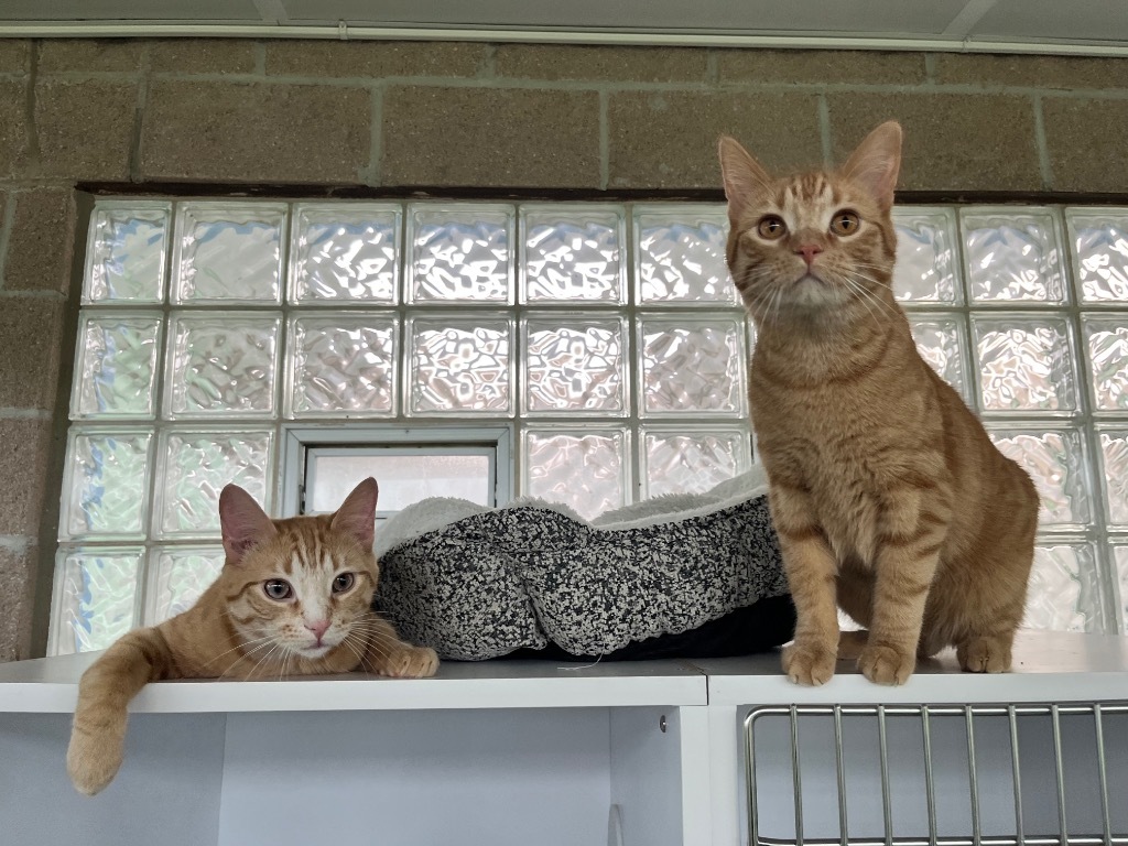 Simba (adoption pending) / Pumbaa (adoption pending)