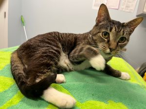 Yoplait, Adult Female Domestic Short Hair