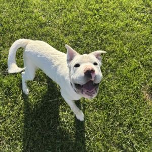 Lips McGee, Baby Male Shar-Pei