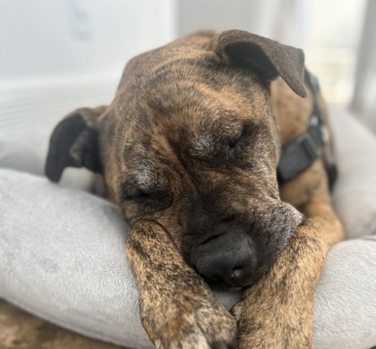 Benjamin (Zeus-2)