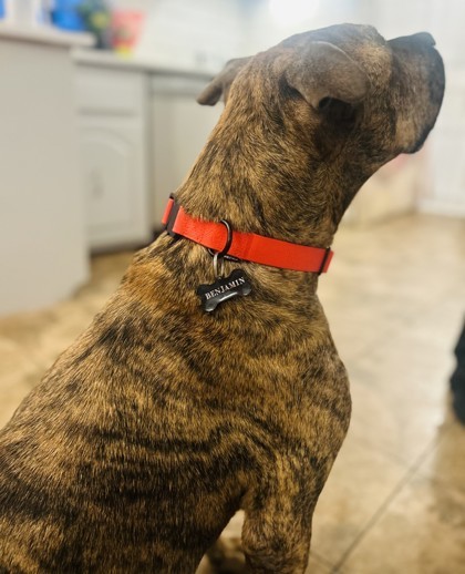 Benjamin (Zeus-2)