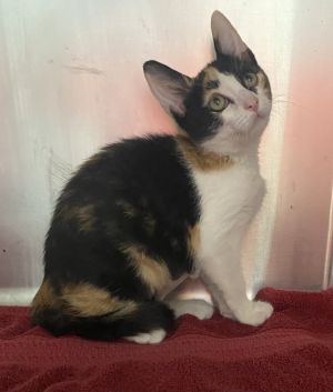 JuJu, Baby Female Domestic Short Hair