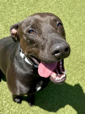 Carface, Adult Male Mixed Breed